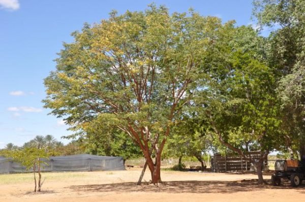 Emburana - Imagem 2