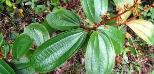 Canela de Velho - Imagem 2