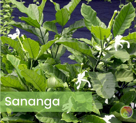 Sananga a planta