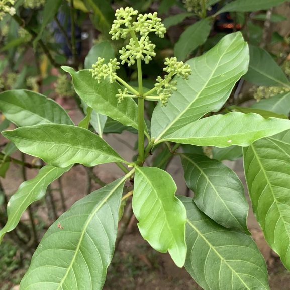 A fumaça e a defumação no ritual da Ayahuasca